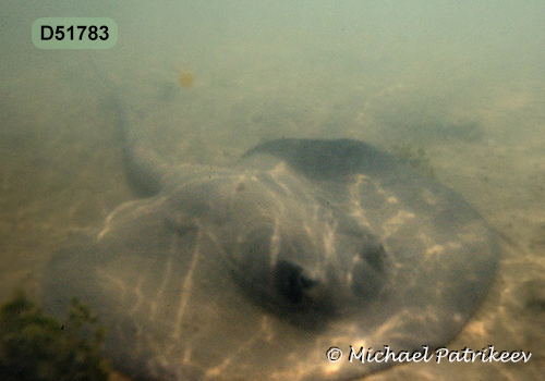 Caribbean Whiptail Stingray (Styracura schmardae)